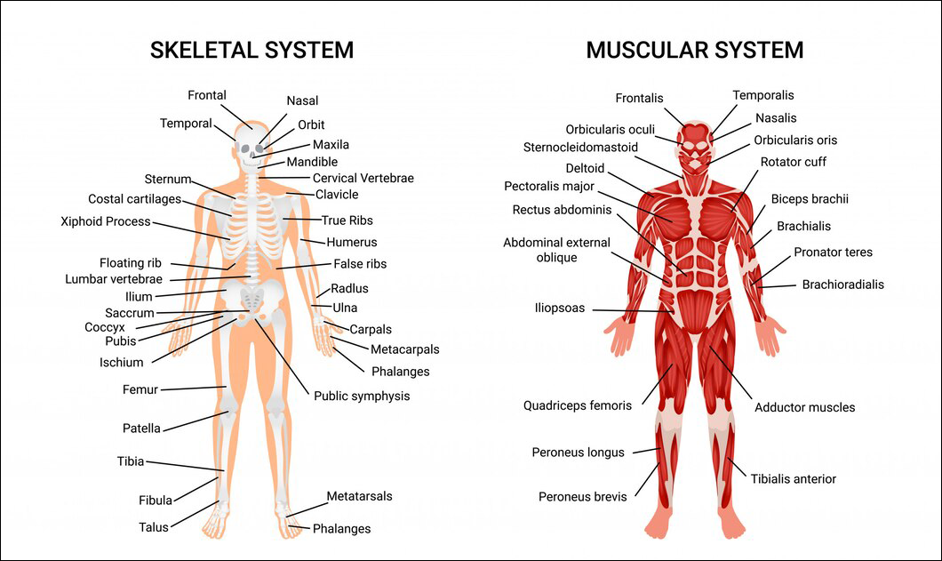 Le corps humain est une structure complexe composée de plusieurs systèmes interconnectés. Le système squelettique, avec ses 206 os, soutient le corps et protège les organes internes. Le système musculaire, comprenant plus de 600 muscles, permet le mouvement.