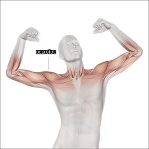Pour passer d'épaules étroites à des épaules larges et bien définies, il est primordial de se concentrer sur le développement des muscles deltoïdes. En intégrant des exercices spécifiques comme les développés militaires, les élévations latérales et les tirages arrière dans votre routine d'entraînement, vous pourrez renforcer ces muscles clés et obtenir une silhouette plus large et équilibrée.