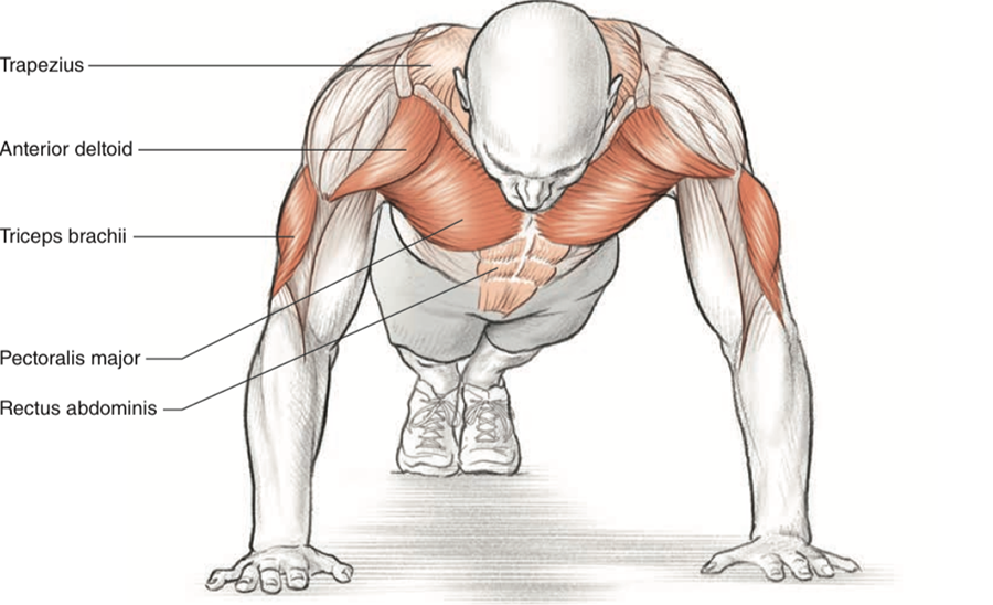 Les push-ups, cet exercice classique mais redoutable, sollicitent une constellation de muscles essentiels pour un renforcement complet du haut du corps. En se concentrant principalement sur les pectoraux, les triceps et les deltoïdes, ils fournissent également un travail efficace des muscles du dos et du noyau pour stabiliser et maintenir une posture correcte tout au long du mouvement. Que vous visiez à développer une musculature équilibrée, à améliorer votre force fonctionnelle ou à simplement tonifier votre corps, les push-ups restent une pierre angulaire précieuse dans tout programme d'entraînement.